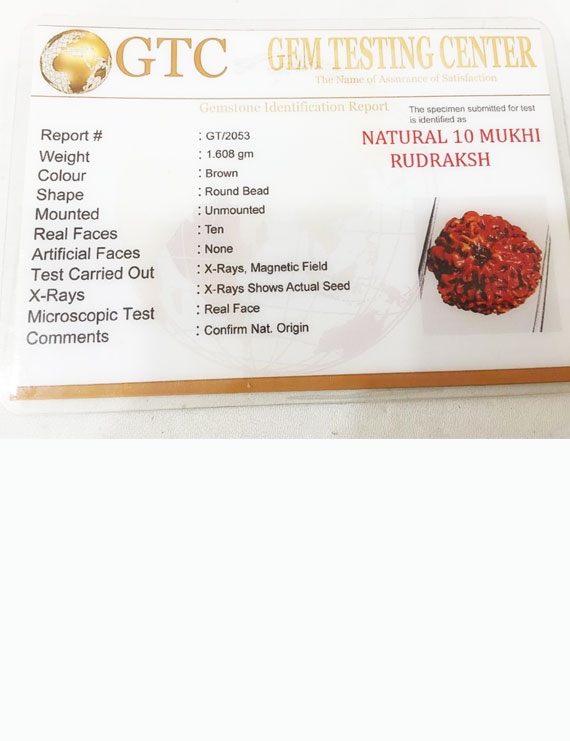 10 Mukhi Certified Rudraksha (Indonesia Origin)